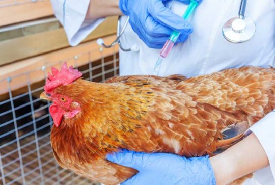 AYAM SUNTIK HORMON