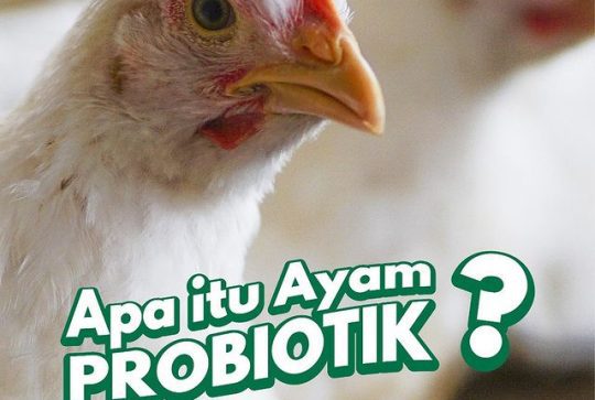 Apa itu ayam probiotik?