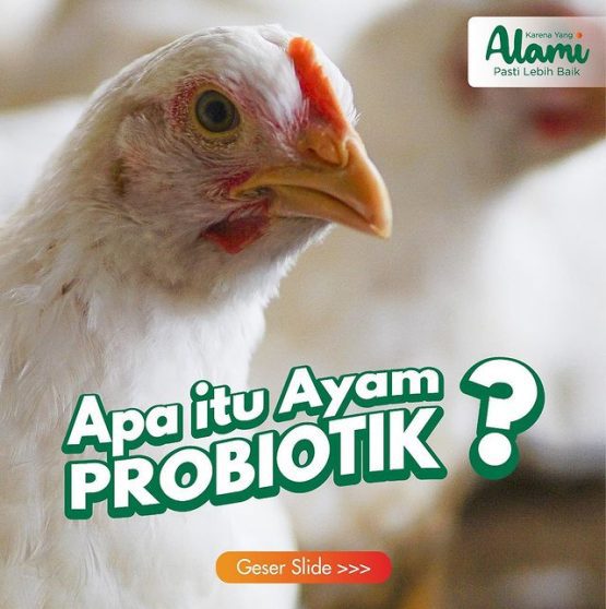 Apa itu ayam probiotik?