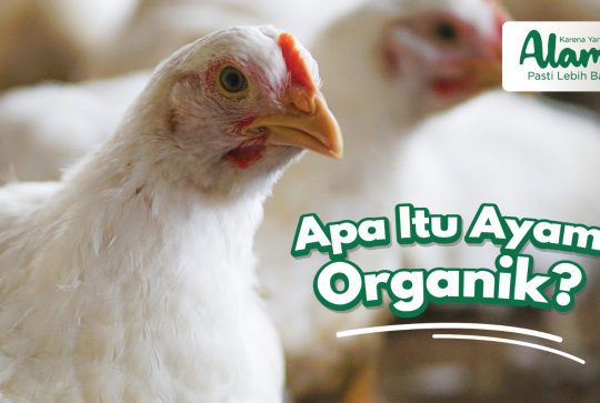 Apa-itu-ayam-organik