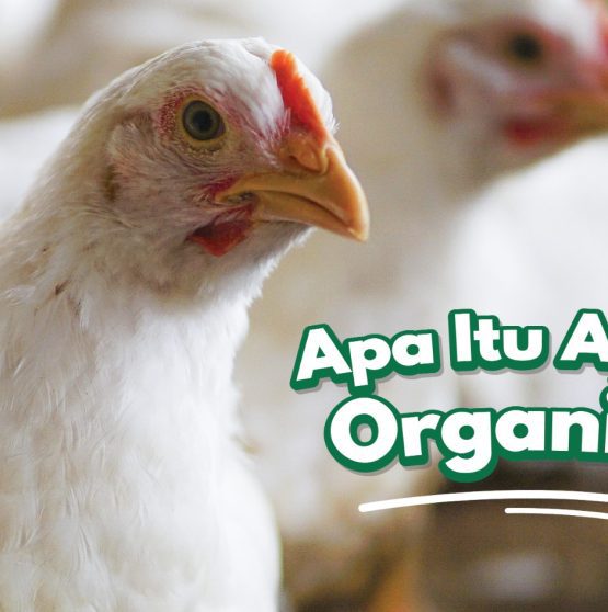 Apa-itu-ayam-organik