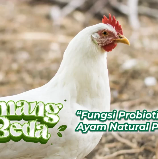 FUNGSI PROBIOTIK PADA AYAM NATURAL POULTRY